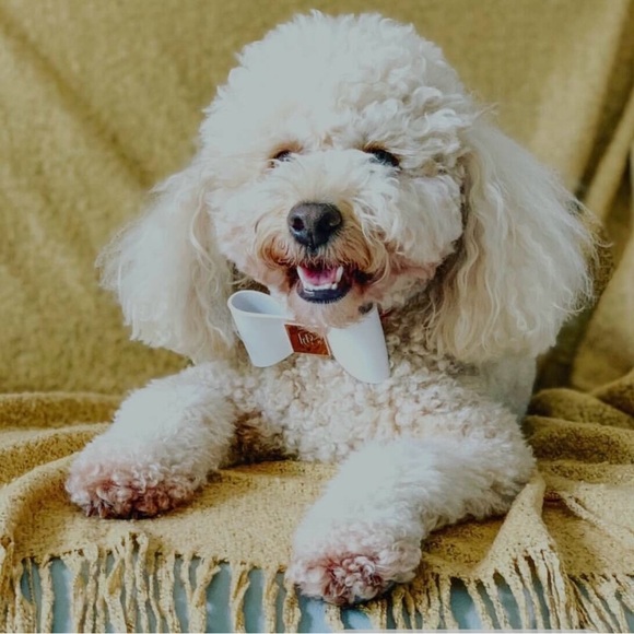 Gold Leather Dog Collar | Gold Hardware and Removable Bow | X-Small - Picture 5 of 15